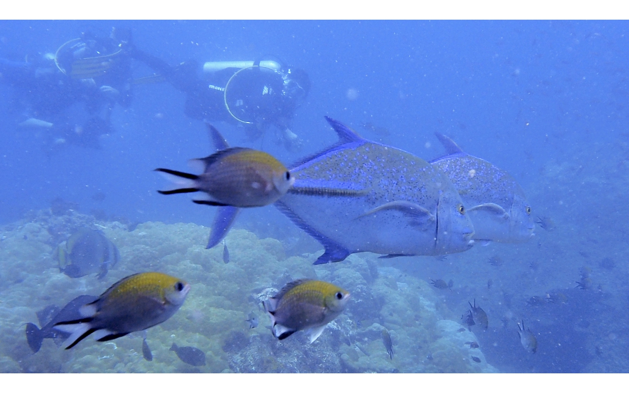 Sel-2020 IND Dives Misool Halmahera PN120117 - 2020-02-12