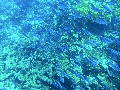 Sel-2020 IND Dives Misool Halmahera PN110104 - 2020-02-11