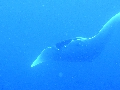 Sel-2020 IND Dives Misool Halmahera PN120147 - 2020-02-12