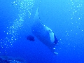 Sel-2020 IND Dives Misool Halmahera PN120158 - 2020-02-12