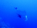 Sel-2020 IND Dives Misool Halmahera PN120160 - 2020-02-12