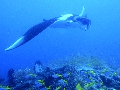 Sel-2020 IND Dives Misool Halmahera PN120179 - 2020-02-12