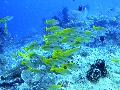 Sel-2020 IND Dives Misool Halmahera PN120185 - 2020-02-12