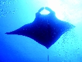 Sel-2020 IND Dives Misool Halmahera PN120193 - 2020-02-12