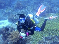 Sel-2020 IND Dives Misool Halmahera PN120205 - 2020-02-12