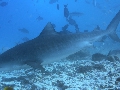 AMaldives Tiger Shark 2022PN100866