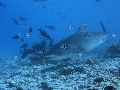 AMaldives Tiger Shark 2022PN100875