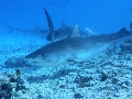 AMaldives Tiger Shark 2022PN100892