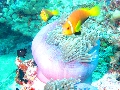 2013 Maldives Dives Web-IMG_5234